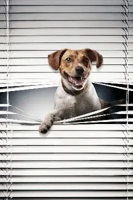 Rollo lichtundurchlässig Hund