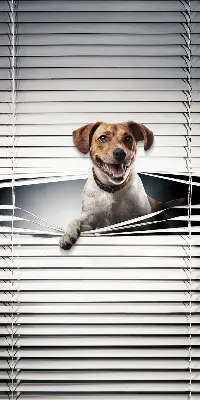 Rollo lichtundurchlässig Hund