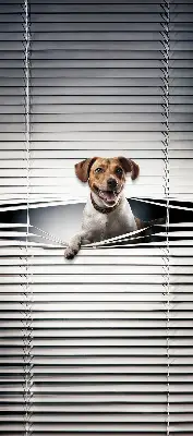 Rollo lichtundurchlässig Hund