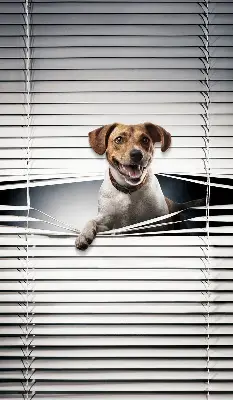 Rollo lichtundurchlässig Hund