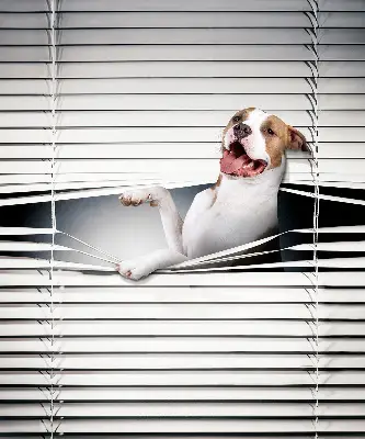 Verdunkelungsrollo Hund