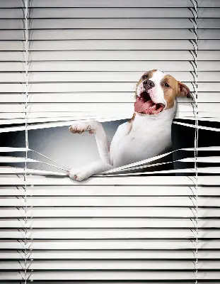 Verdunkelungsrollo Hund