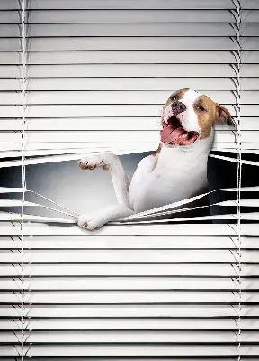 Verdunkelungsrollo Hund