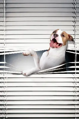 Verdunkelungsrollo Hund