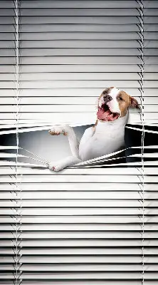 Verdunkelungsrollo Hund