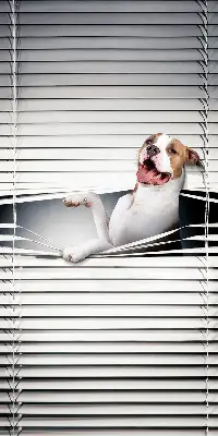 Verdunkelungsrollo Hund