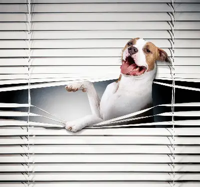 Verdunkelungsrollo Hund