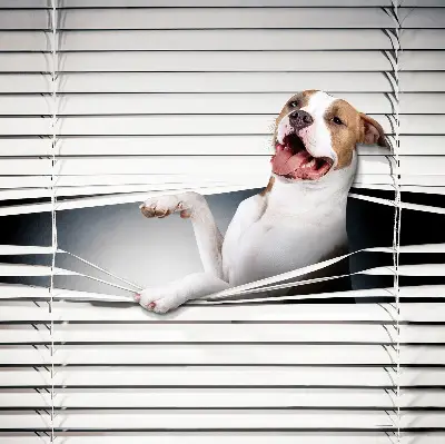 Verdunkelungsrollo Hund