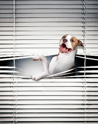 Verdunkelungsrollo Hund
