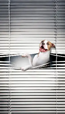Verdunkelungsrollo Hund