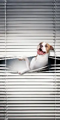 Verdunkelungsrollo Hund