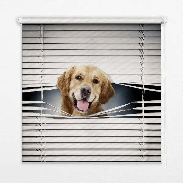 Fenster rollo Goldener Hund