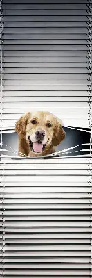 Fenster rollo Goldener Hund