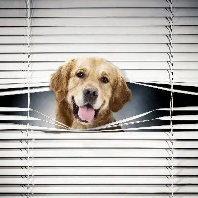 Fenster rollo Goldener Hund