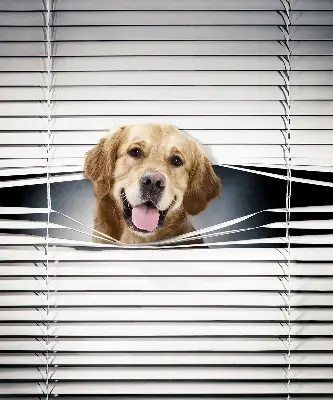 Fenster rollo Goldener Hund