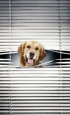 Fenster rollo Goldener Hund