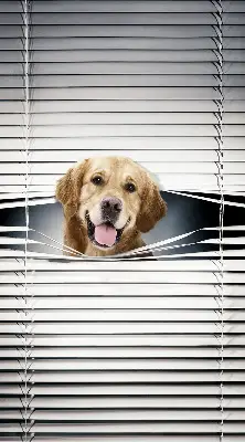 Fenster rollo Goldener Hund