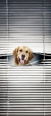 Fenster rollo Goldener Hund