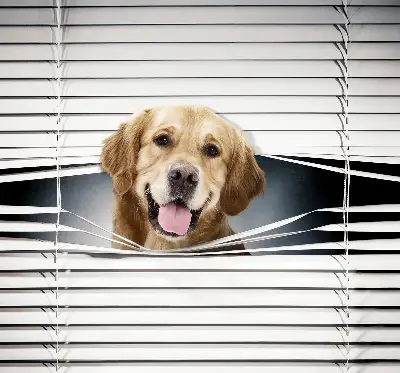 Fenster rollo Goldener Hund