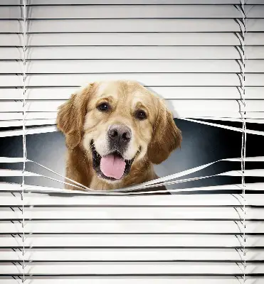 Fenster rollo Goldener Hund