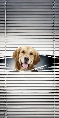 Fenster rollo Goldener Hund