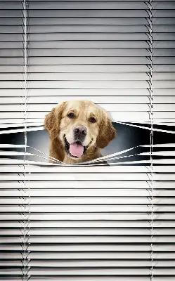 Fenster rollo Goldener Hund