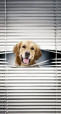 Fenster rollo Goldener Hund
