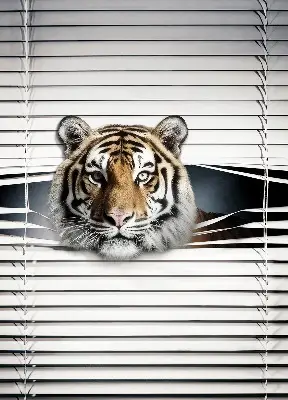Rollo lichtundurchlässig Tiger
