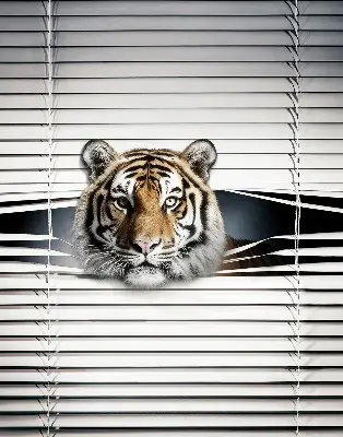 Rollo lichtundurchlässig Tiger