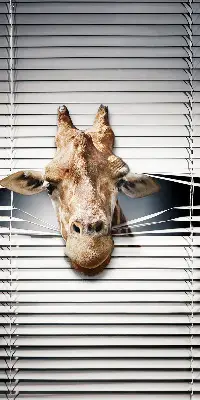 Fenster rollo Giraffe