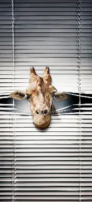 Fenster rollo Giraffe