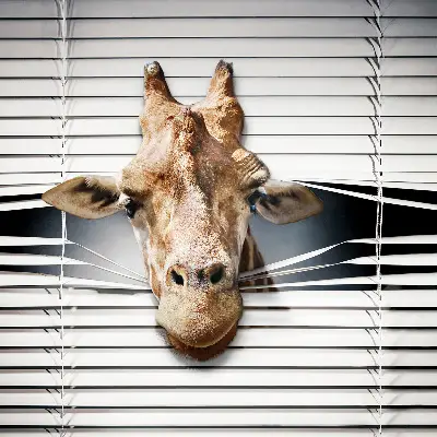 Fenster rollo Giraffe