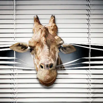 Fenster rollo Giraffe