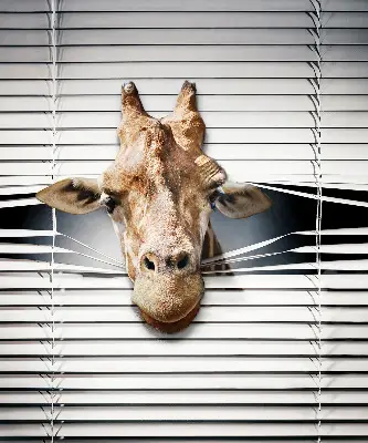 Fenster rollo Giraffe
