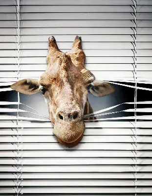 Fenster rollo Giraffe