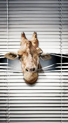 Fenster rollo Giraffe