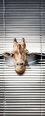 Fenster rollo Giraffe