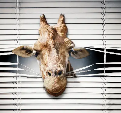 Fenster rollo Giraffe