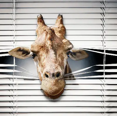 Fenster rollo Giraffe