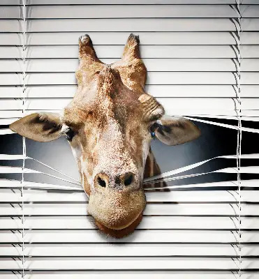 Fenster rollo Giraffe