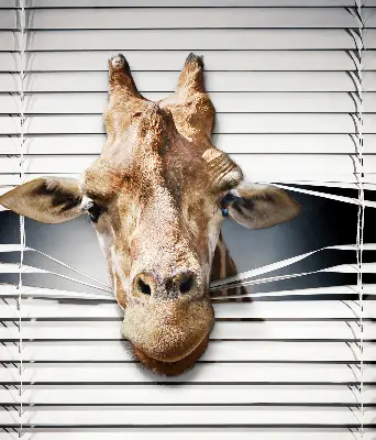 Fenster rollo Giraffe