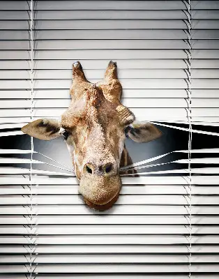 Fenster rollo Giraffe
