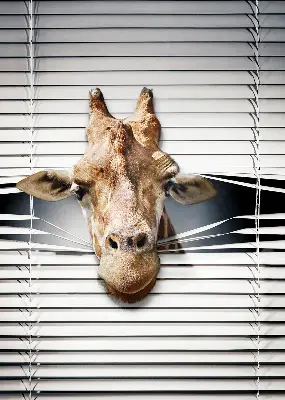 Fenster rollo Giraffe