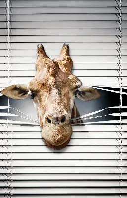 Fenster rollo Giraffe