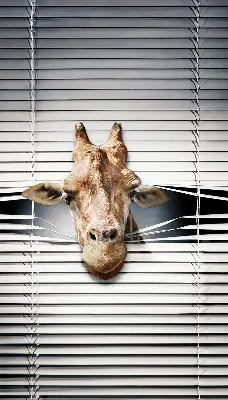 Fenster rollo Giraffe