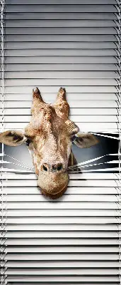 Fenster rollo Giraffe