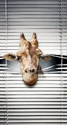 Fenster rollo Giraffe