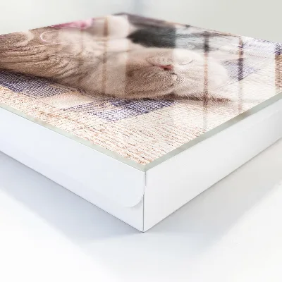 Schlüsselschrank für den Flur Schlafendes Kätzchen