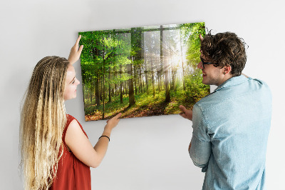 Magnetwand küche Sonnenaufgang im Wald