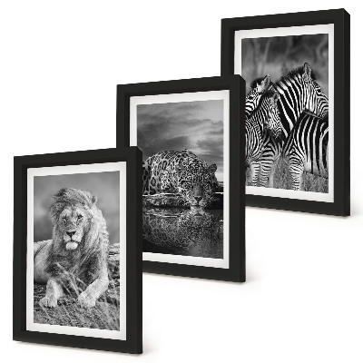 Fotowand Wildtiere der Savanne: Löwe, Jaguar und Zebra